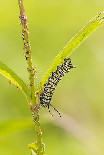 Monarch caterpillar feeding on Swamp Milkweed-Marion County-Illinois Art Print